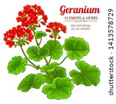 Geranium Plant Illustration On...