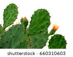 Green Pads On A Prickly Pear...