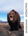 Kodiak Bear Ursus Arctos...
