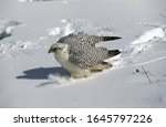 GYRFALCON falco rusticolus, ADULT STANDING IN SNOW, CANADA  