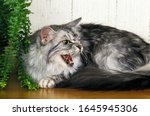 Silver Tabby Maine Coon...