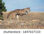 Cougar  Puma Concolor  Adult...