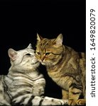 Brown Tabby And Silver Tabby...