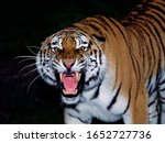 Siberian Tiger  Panthera Tigris ...