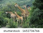 Rothschild's Giraffe  Giraffa...
