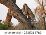 Leopard  panthera pardus  adult ...