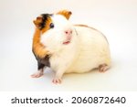 cute guinea pig on white... | Shutterstock . vector #2060872640