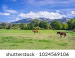 Two lonely horses pasturing in the field, Languedoc Rousillon, Pyrenees Orientales, France