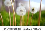 Small photo of Dandelion blossoms, close-up. Extreme Close up of a Dandelion. Dandelions field of dandelions. beautiful summer flowers.
