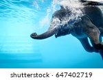 Elephant show swimming and blow the bubbles out of the trunk underwater vivid blue color in Thailand.