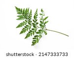 Leaves Of Fern Isolated On...