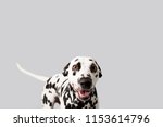 Dalmation | Free Stock Photo | A dalmatian isolated on a white