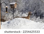 Solitary white-tailed deer peeking up from behind a snow mound, while eating at a bird feeder, on a sunny winter day