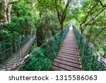 Lamington tree top walk hanging bridges among trees in the jungle in Queensland, Australia