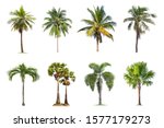 Coconut And Palm Trees Isolated ...