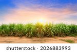 Small photo of Sugarcane field at sunset. sugarcane is a grass of poaceae family. it taste sweet and good for health. Well known as tebu in malaysia
