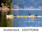 Small photo of The Canada goose is a large wild goose species with a black head and neck, white cheeks, white under its chin, and a brown body. Native to arctic and temperate regions of North America.