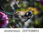 Small photo of Barn Swallows have a steely blue back, wings, and tail, and rufous to tawny underparts.