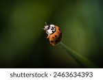 Ladybug balancing on the end of ...