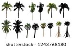 a natural coconut palm trees... | Shutterstock . vector #1243768180