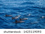 A Group Of Bottlenose Dolphins  ...