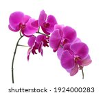 Beautiful Purple Phalaenopsis...
