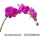 Beautiful Purple Phalaenopsis...