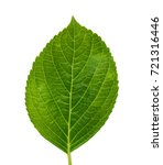 Green Hydrangea Leaf Isolated...