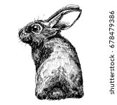 Hand Drawn Sketch Rabbit For...