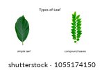 Small photo of Concept nature,botany, Typs of leaf on white background.
