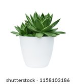 Succulent In A White Pot On A...