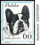 Small photo of POLAND - CIRCA 1963: a stamp printed in Poland shows French bulldog, is a French breed of companion dog or toy dog, circa 1963