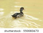 Small photo of Duck is the common name for a large number of species in the waterfowl family Antedate, which also includes swans and geese.