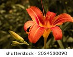 beautiful flowers. magic summer ... | Shutterstock . vector #2034530090