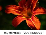 beautiful flowers. magic summer ... | Shutterstock . vector #2034530093