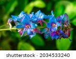 colorful summer flower.... | Shutterstock . vector #2034533240