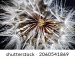 Pappus Or Seed Clock Of A...