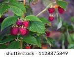 Several red raspberries in the nature by summer. Organic raspberries on a branch. Summer day. Harvest. Norway. . 