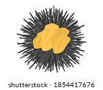 Illustration Of A Sea Urchin In ...