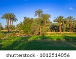 Date Palm Trees Plantation In...