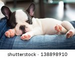 French Bulldog Puppy Sleeping...