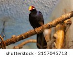 The Violet Turaco Bird On The...
