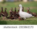 Small photo of An out-of-range Ross's goose hangs out with black-bellied whistling ducks in Cocoa, Brevard County, Florida.