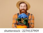 Young bearded man wears straw hat overalls work in garden hold give blue hydrangea flower in pot like gift isolated on plain pastel light beige color background studio portrait Plant caring concept