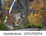 A lone Timber wolf or Grey Wolf (Canis lupus) standing on a rocky cliff looking back on a rainy day in autumn in Quebec, Canada