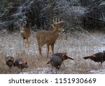 Two White Tailed Deer Buck...