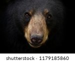 American black bear face up...