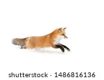 Red Fox  Vulpes Vulpes  With A...
