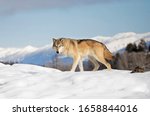 Tundra Wolf  Canis Lupus Albus  ...