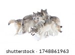 Small photo of Timber wolves or grey wolves Canis lupus, isolated on white background, timber wolf pack standing in the falling snow in Canada
